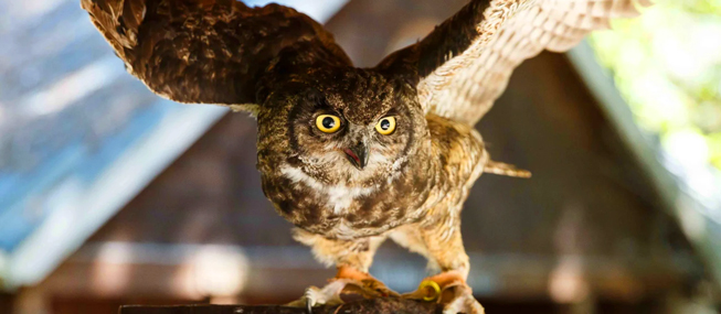 PORTLAND AUDUBON