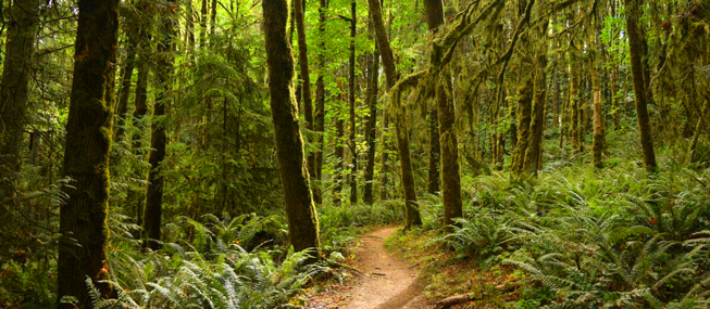 FOREST PARK